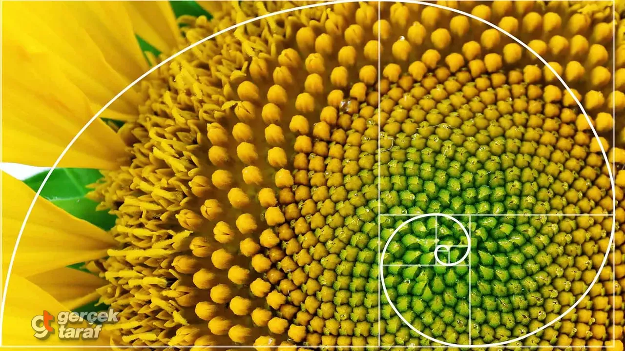 Ayçiçeğinin Kusursuz Sırrı: Fibonacci Dizisi!