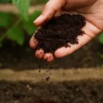 Çay Posasını Sakın Atmayın! Bitkiler İçin Altın Değerinde Olduğunu Biliyor muydunuz?