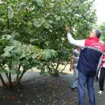Fındıkta Büyük Tehlike: Rekolte Düşüşü Çiftçiyi Zorluyor