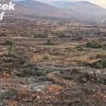 İsrail Güçleri ve Yahudi Yerleşimciler, Batı Şeria'da 10 Bin Filistin Zeytin Ağacını Kökünden Söktü