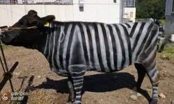 İnekleri zebra gibi boyadılar, sinek ısırıkları yarı yarıya azaldı