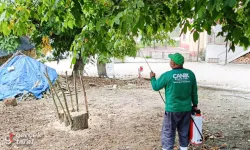 Samsun Canik Belediyesi’nden Kahverengi Kokarcaya Karşı Yoğun Mücadele