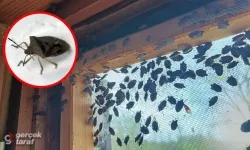 Kahverengi Kokarca İstilası Yayılıyor: Çözüm Hâlâ Bulunamadı