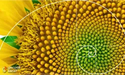 Ayçiçeğinin Kusursuz Sırrı: Fibonacci Dizisi!