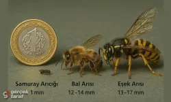 Kokarcanın sonu: Görünmeyen avcı sahnede!