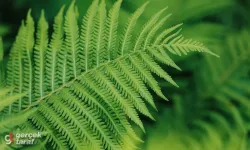 Bilim Dünyası Şaşkın: Bu Bitkide Nadir Toprak Elementi Çıktı