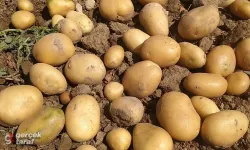 Patateste Şok Fark: Üreticide 5 Lira, Markette 25 Lira!