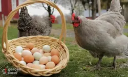Yumurtada Şok Düşüş! Tavuk Eti Rekor Kırarken Sektör Alarm Veriyor