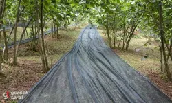 Samsun’da 17,5 Milyon TL’lik Fındık Hasat Filesi Ücretsiz Verildi