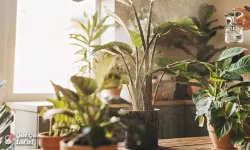 Geceleri Oksijen Pompalamaya Başlıyor! Yatak Odasına Konulan Bu Bitkiyle Uykunuzun Kalitesi Artacak!