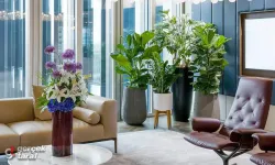 Yeni İş Tebriği İçin Ofis Masasına Uygun Bitkiler