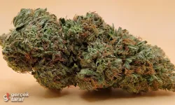 İlkadım’da narkotik baskını: Kilolarca skunk bulundu