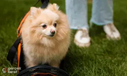 Pomeranian Boo Fiyatları, Bakımı ve Özellikleri