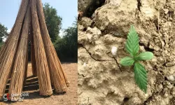 Samsun’da Kenevir Üretimi İçin Kritik Tarihler Açıklandı