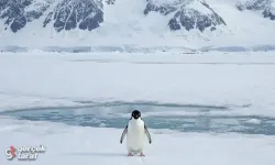 Sürüden ayrılan penguen hikayesi nedir? Neden penguen videosu paylaşılıyor?