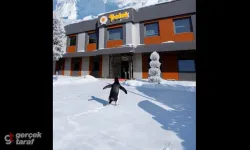 Dünyayı Peşinden Sürükleyen "Asi Penguen" Samsun’da Ortaya Çıktı!