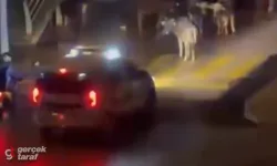 İzmir'de Polisten İneklere Megafonla İkaz: "İnekler Dağılın!"
