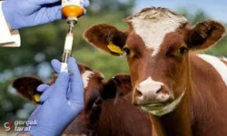 Samsun'da Aşısız Hayvana Sevk ve Destek Yok