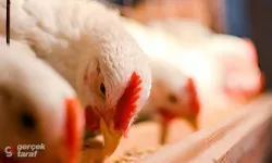 Tavuk Üreticileri Zam Yaptı, Bakanlık Fiyatlar Artmasın Diye İhracatı Durdurdu