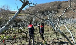 Samsun’da Şeftali Bahçelerinde Bordo Bulamacı Uygulaması Başladı