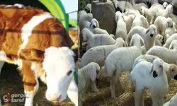 Samsun'da Hayvancılık İşletmeleri İçin Buzağı ve Kuzu Bakım Rehberi