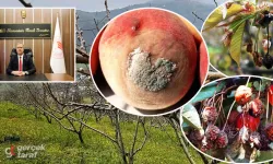 Samsun’da Üreticilere Uyarı: Çiçek Monilyası Meyve Bahçelerini Tehdit Ediyor