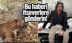 Gazeteci İbrahim Akkuş'a Köpekler Saldırdı