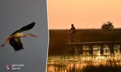 Kızılırmak Deltası'nda Flamingolar Görsel Şölene Dönüştü