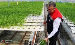 Samsun’da Maydanozda Yeni Üretim Modeli: Hidroponik Sistemle Verim 7,5 Kat Artıyor