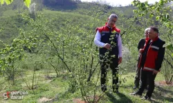 Terme'de Teraslı Fındık Bahçeleri Yerinde İncelendi