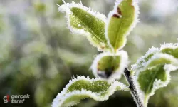 Samsun İçin Zirai Don Uyarısı Yapıldı