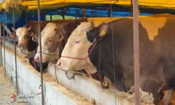 Samsun İlkadım’da Kurban Pazarı Hazır