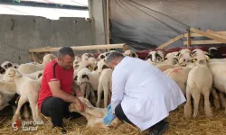 Atakum Belediyesi Kurban Bayramı'na Tam Kadro Hazır