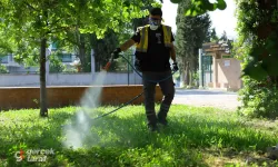 Samsun’da Korkutan Kene Alarmı! Büyükşehir Düğmeye Bastı, Havadan ve Karadan Kuşatıldı!