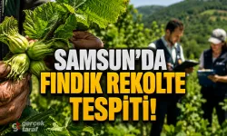 Samsun Fındık Bahçelerinde 2026 Rekoltesi İçin Çotanaklar Tek Tek Sayılıyor!