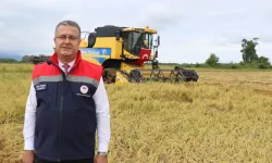 Samsun Alaçam'da Çeltik Hasadı Başladı