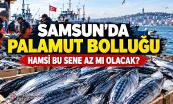 Samsun’da Palamut Bolluğu Hamsiyi Tehdit Ediyor mu?