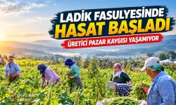 Samsun’da Ladik fasulyesinde hasat başladı