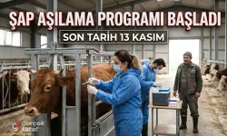 Samsun Sonbahar Şap Aşılama Programı Başladı