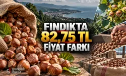 26 Ekim fındık fiyatları: Samsun'da TMO ile 82,75 TL fark