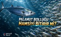 Karadeniz'de Palamut Bolluğu Tehlikeli mi? Hamsiyi Bitirir mi?