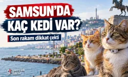 Samsun’daki kedi sayısı merak ediliyordu: İşte son rakam