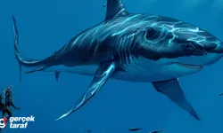 Megalodon Köpekbalığı 24 Metreye Ulaşmış Olabilir