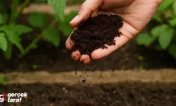 Çay Posasını Sakın Atmayın! Bitkiler İçin Altın Değerinde Olduğunu Biliyor muydunuz?
