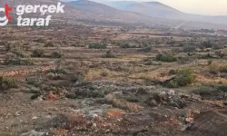İsrail Güçleri ve Yahudi Yerleşimciler, Batı Şeria'da 10 Bin Filistin Zeytin Ağacını Kökünden Söktü
