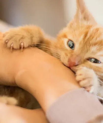 Kediniz Sizi Severken Bir Anda Isırıyor mu? İşte Masum Görünen O Saldırının Altındaki Gizli Mesaj