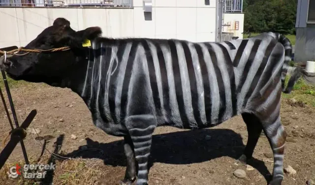 İnekleri zebra gibi boyadılar, sinek ısırıkları yarı yarıya azaldı