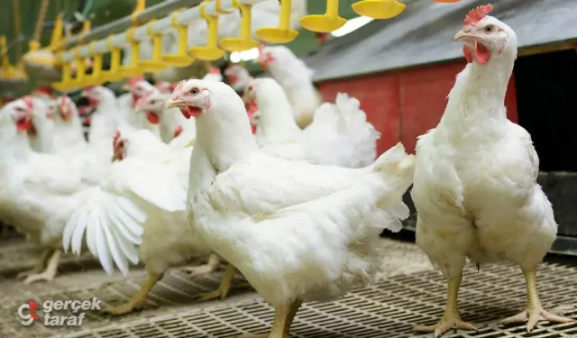 Kuş Gribi Türkiye’de Yeniden Görüldü: 2,5 Milyon Kanatlı Hayvan İtlaf Edildi
