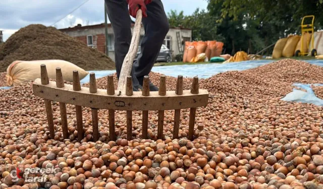 Fındık üreticisine kritik çağrı: Rekolte düşüyor, fiyatlar fırlıyor