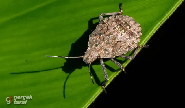 Kokarca böceği evinizi istila etmeden önce bu yöntemleri deneyin